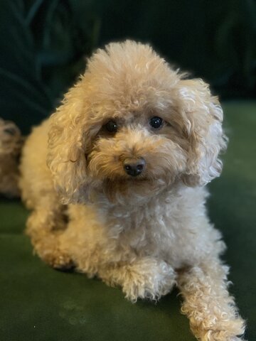 Le 15 décembre, 2018, j'ai eu mon petit chiot