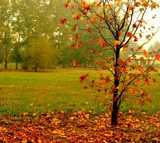 UNIDAD DIDÁCTICA 4: CAEN LAS HOJAS