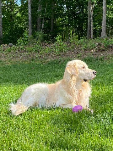 Recibi mi primero perro, Mickey.