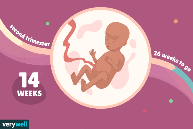 2nd trimester, week 14