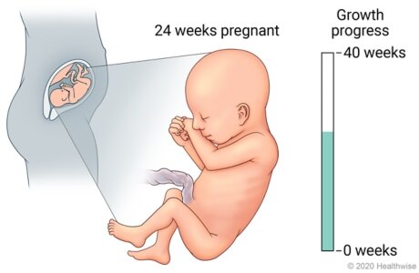 week 24