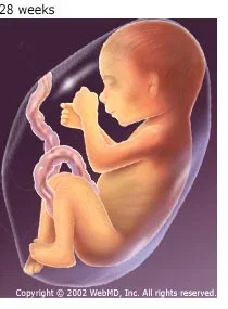 weeks 28-29