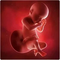 week 31-32