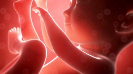 Timeline: Prenatal Development