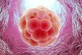 (1st Trimester) Week 1-2