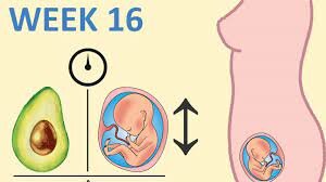baby week 16