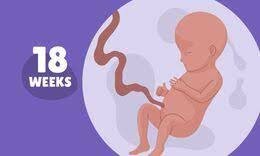 baby week 18-19