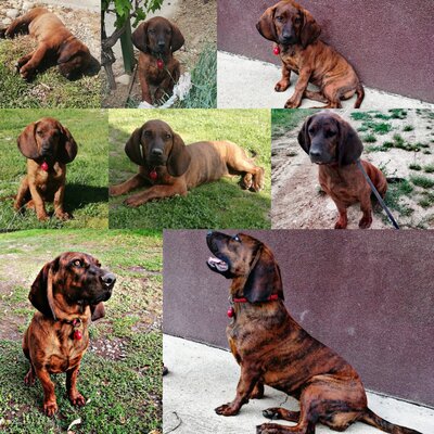 Timeline: Füge, a kiskutyám érkezése