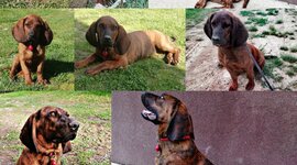 Timeline: Füge, a kiskutyám érkezése