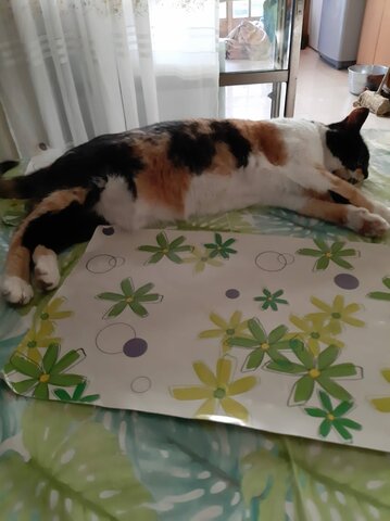 El fallecimiento de Cardamomo