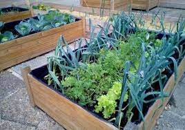 Actualidad de los Huertos Urbanos