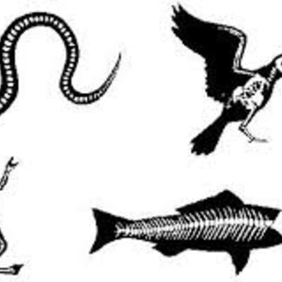 Timeline: Historia de los vertebrados