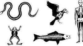 Timeline: Historia de los vertebrados