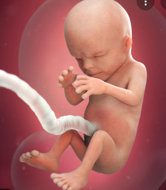 2nd Trimester (Mother)