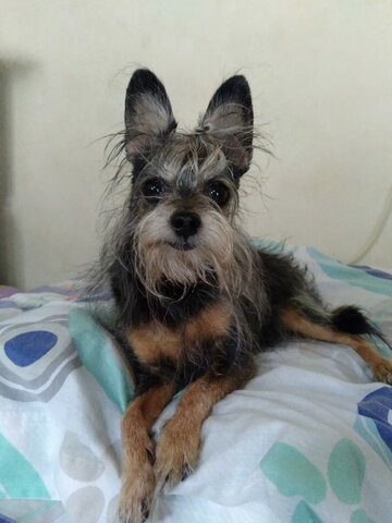 Mi perrita candy llegó a mi vida