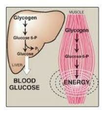 Glycogenic function