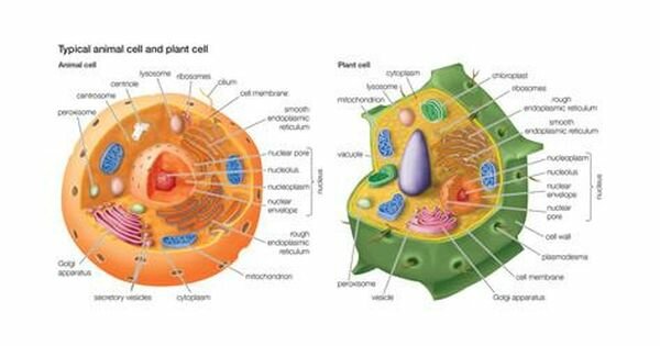 Biological cell