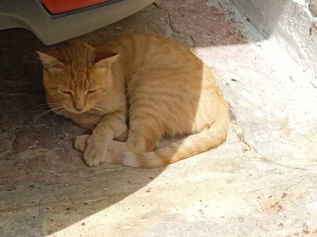 El dia que em vaig trobar un gat II