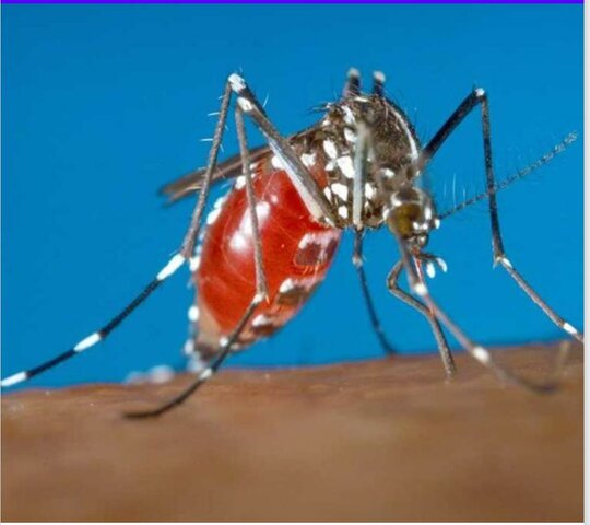 Vacuna contra el dengue