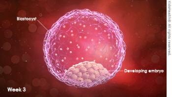 Cambios del Desarrollo prenatal