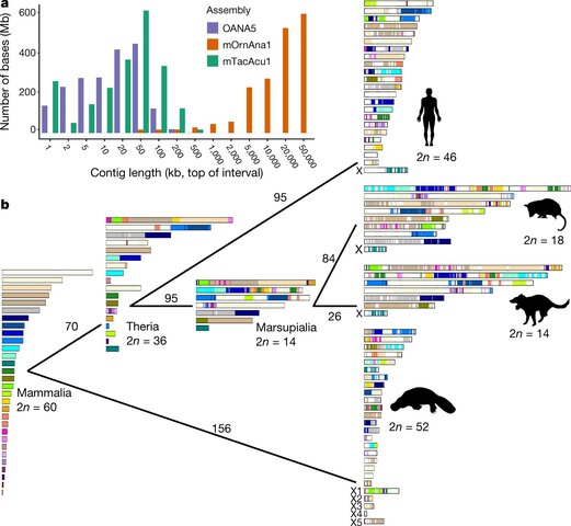 ka; First divergence of monotremes