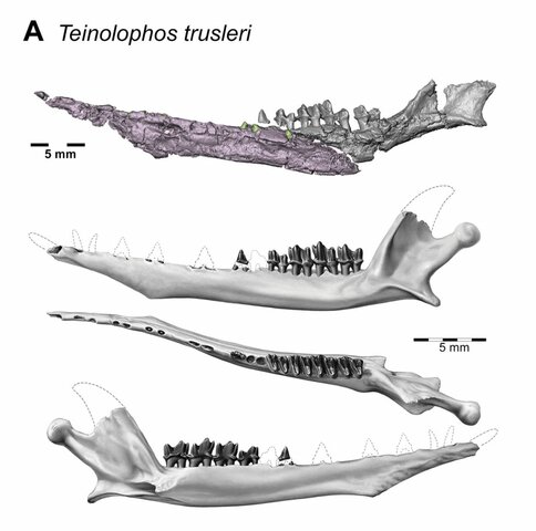 ka; Oldest and smallest monotreme