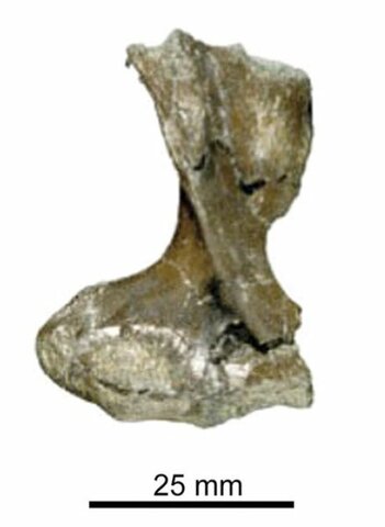 ka; First large-bodied monotremes