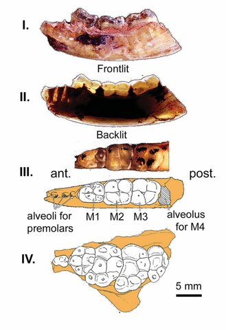 ka; Monotremes start "losing" teeth cont'd
