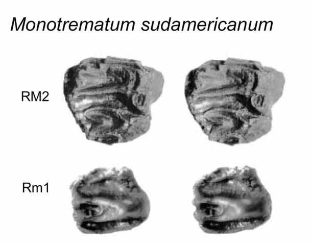 ka; The only South American monotreme