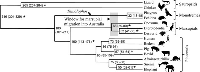 ka; Second monotreme divergence