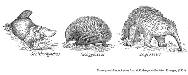 ka; Echidnas diverge