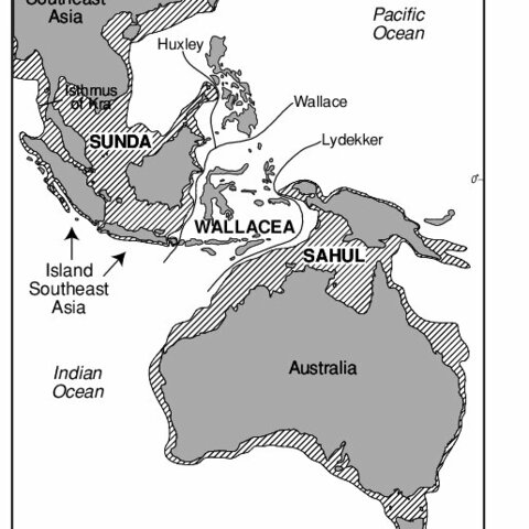 ka; Echidna migration to Australia