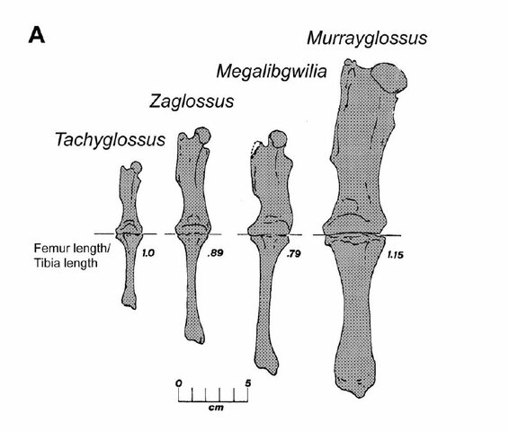 ka; Giant echidna cont'd