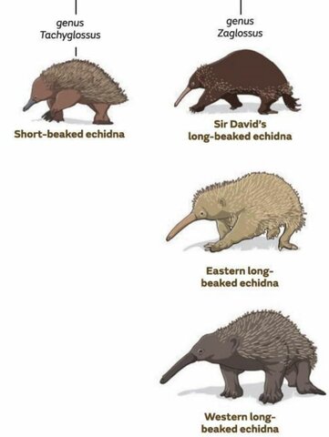 ka; First modern echidnas