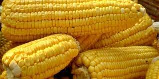 Nekazaritzaren ekoizpena