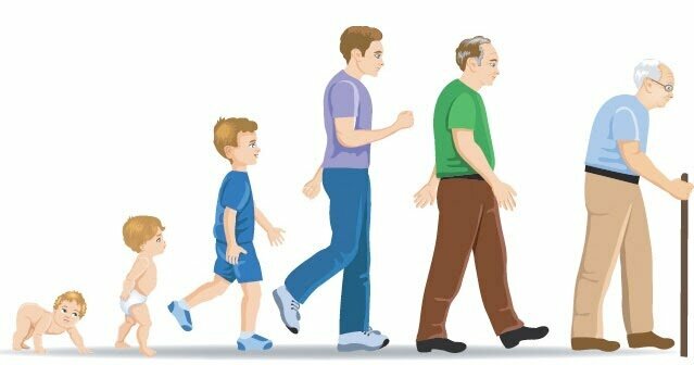 Desarrollo Postnatal