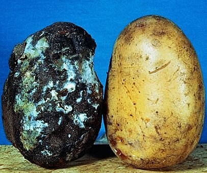 Epifitia devastadora