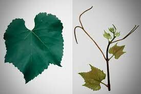 experimentos  de  rociado Millardet