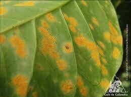 Ward observo la roya del cafeto