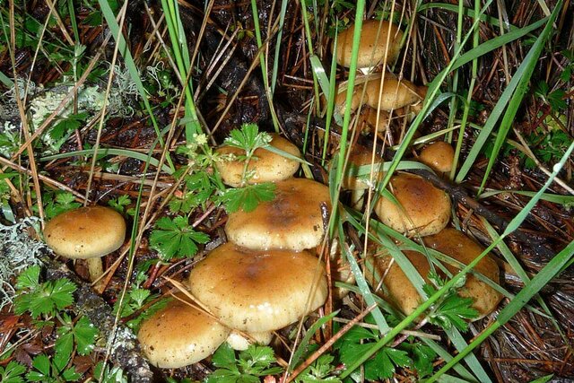 DESCUBRIMIENTO DE LA FUNCION QUE DESEMPEÑAN LOS HONGOS