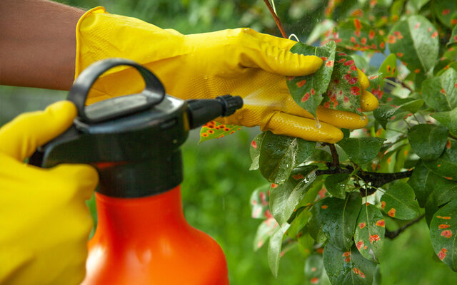 Uso de los fungicidas