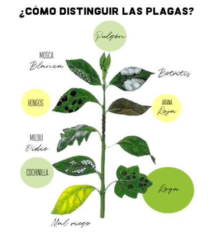 FISIOLOGÍA DE LAS ENFERMEDADES DE LAS PLANTAS