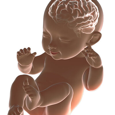 Timeline: ETAPA  POSNATAL