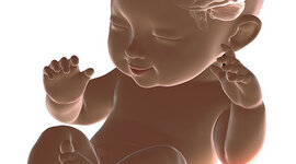 Timeline: ETAPA  POSNATAL