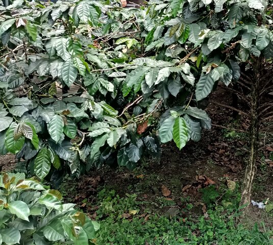 Orgullosamente Cafetero