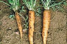 DeBary trabajando con las pudriciones de zanahorias y otras hortalizas