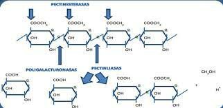 Importancia de las enzimas pécticas