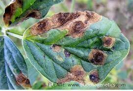 Primer  indicio  de  la  intervención  de  una  toxina