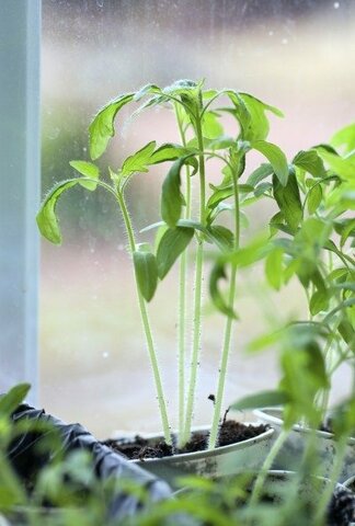 Plántulas delgadas y excesivamente alta