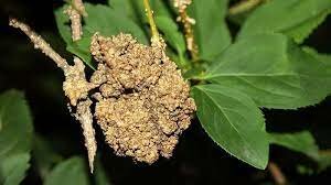 Agrobacterium  tumefaciens